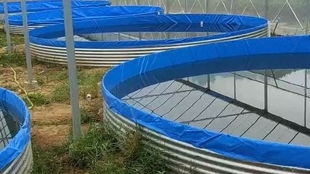 工廠化高密度水產(chǎn)養(yǎng)殖中的關(guān)鍵環(huán)節(jié) 鐵倉(cāng)刀刮布高位池泡池清洗