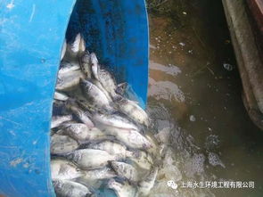 水生態(tài)修復(fù)與水產(chǎn)養(yǎng)殖的交融未來 構(gòu)建綠色可持續(xù)的水產(chǎn)新業(yè)態(tài)